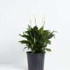 Peace Lily (Spathiphyllum) - Image 10