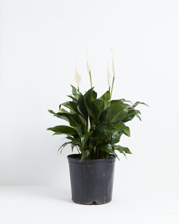 Peace Lily (Spathiphyllum) - Image 10