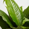 Peace Lily (Spathiphyllum) - Image 5
