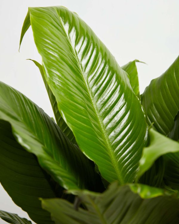 Peace Lily (Spathiphyllum) - Image 5