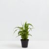 Peace Lily (Spathiphyllum) - Image 9
