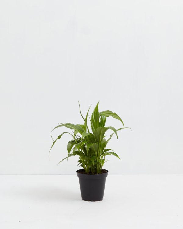 Peace Lily (Spathiphyllum) - Image 9