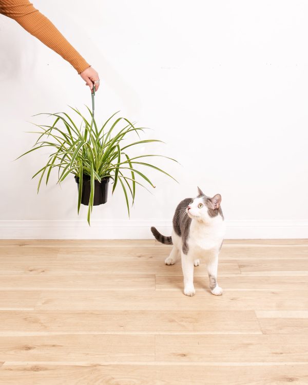 Spider Plant - Image 4