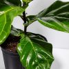 Fiddle Leaf Fig Tree (Ficus Lyrata) - Image 6