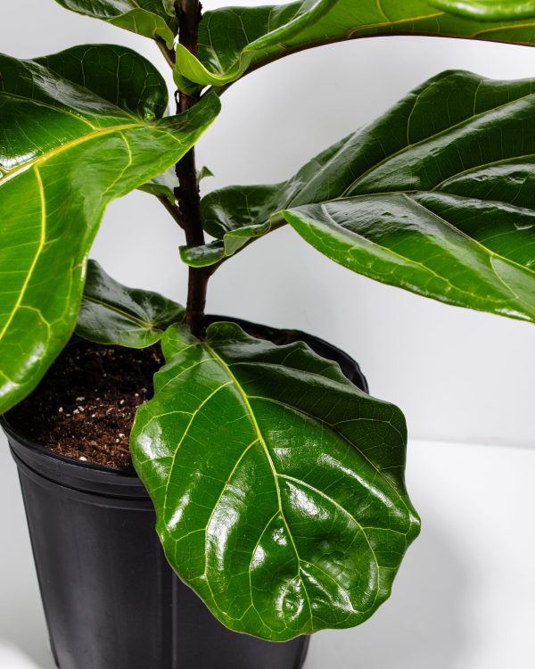 Fiddle Leaf Fig Tree (Ficus Lyrata) - Image 6