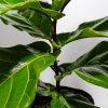 Fiddle Leaf Fig Tree (Ficus Lyrata)