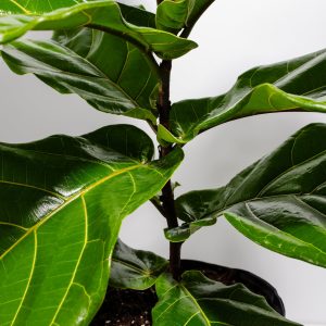 Fiddle Leaf Fig Tree (Ficus Lyrata)
