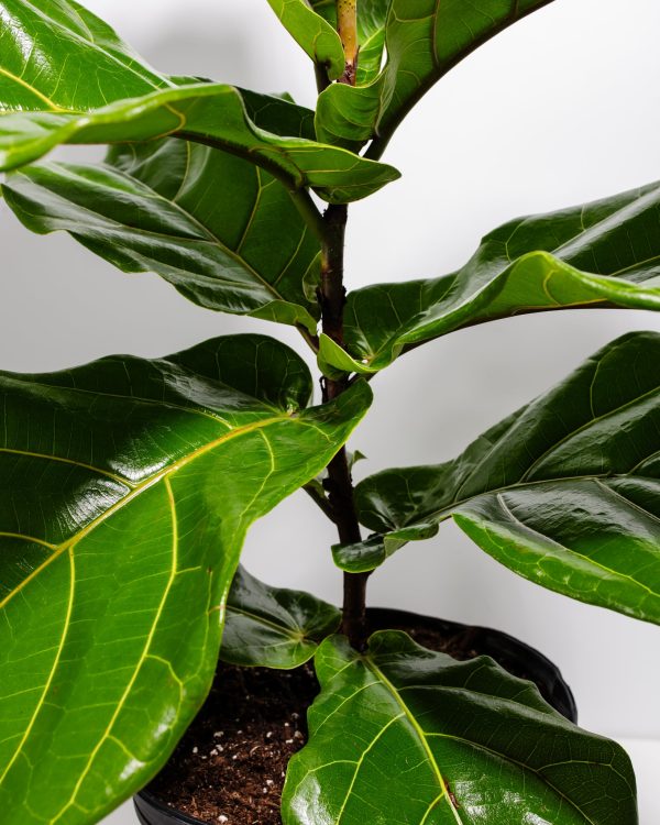 Fiddle Leaf Fig Tree (Ficus Lyrata)