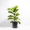 Fiddle Leaf Fig Tree (Ficus Lyrata) - Image 5