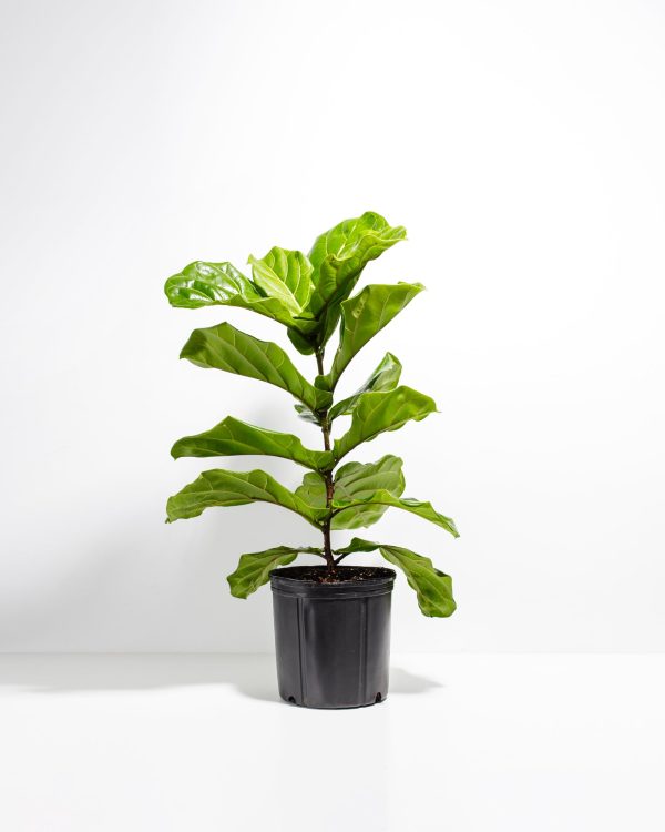 Fiddle Leaf Fig Tree (Ficus Lyrata) - Image 5