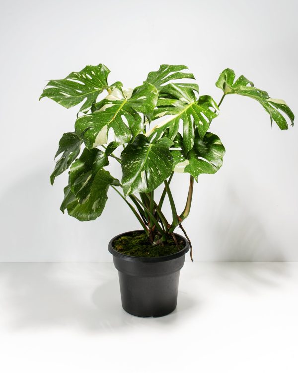 Monstera Thai Constellation - Image 5