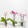 Moth Orchid Bundle - Image 4