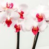Moth Orchid Bundle
