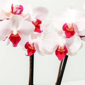 Moth Orchid Bundle