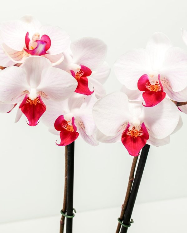 Moth Orchid Bundle