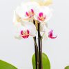 Moth Orchid Bundle - Image 2