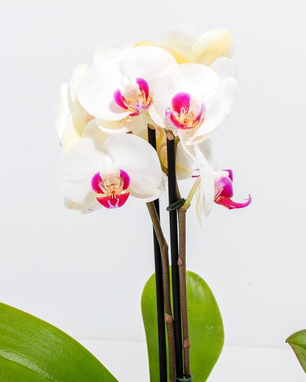 Moth Orchid Bundle - Image 2