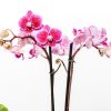 Moth Orchid Bundle - Image 3