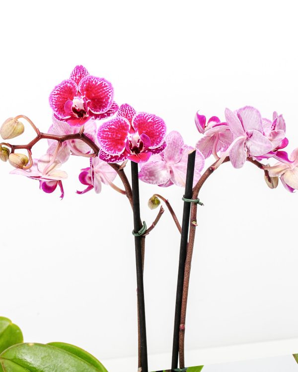 Moth Orchid Bundle - Image 3