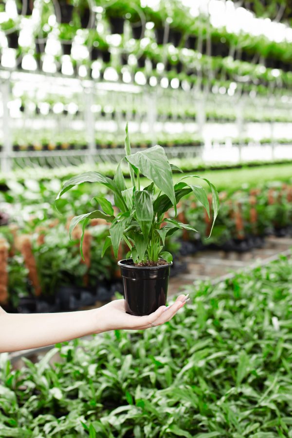 Peace Lily (Spathiphyllum) - Image 12