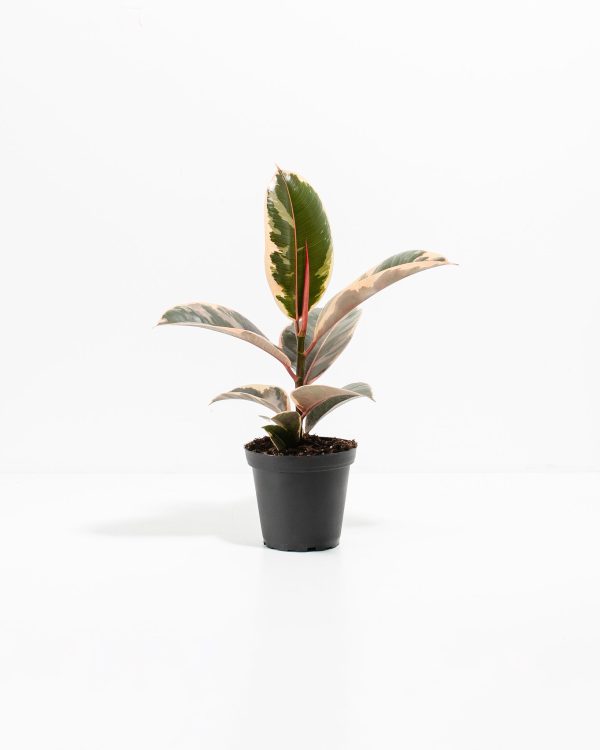 Ficus Tineke (elastica) - Image 9