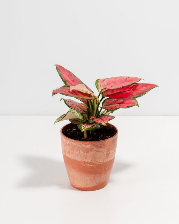 Pink Aglaonema Beauty - Image 6