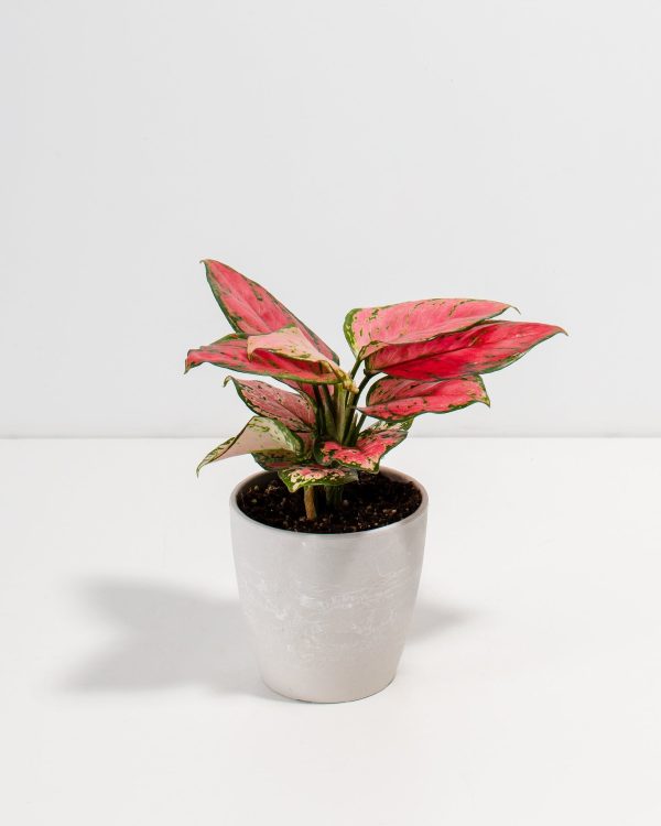 Pink Aglaonema Beauty - Image 4