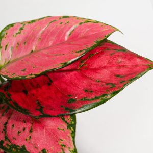 Pink Aglaonema Beauty