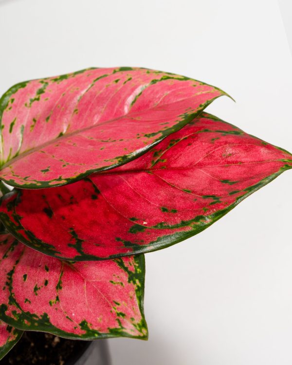 Pink Aglaonema Beauty