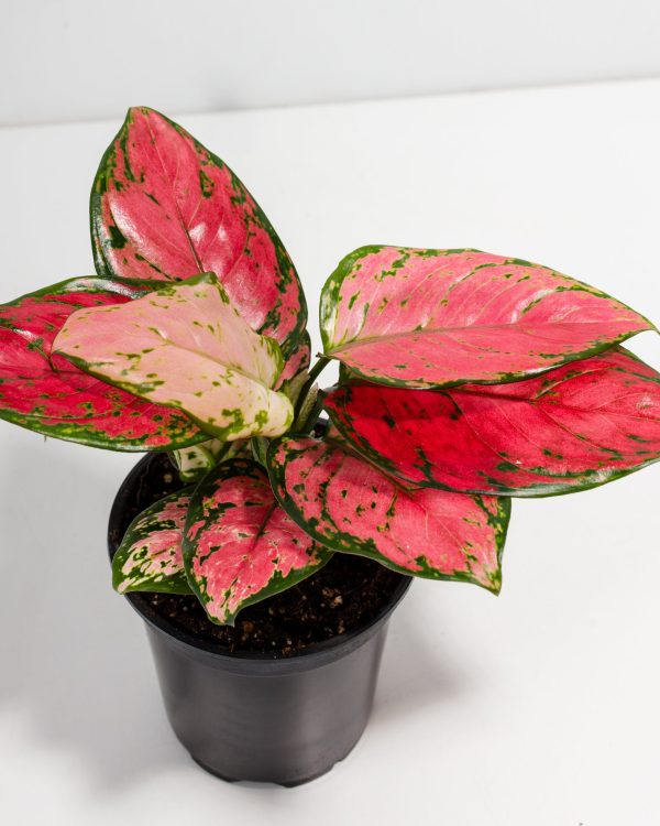 Pink Aglaonema Beauty - Image 2
