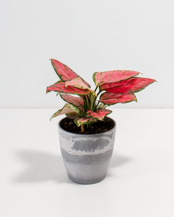 Pink Aglaonema Beauty - Image 5