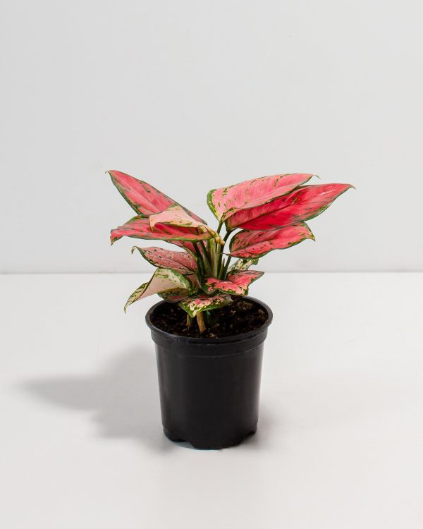 Pink Aglaonema Beauty - Image 3