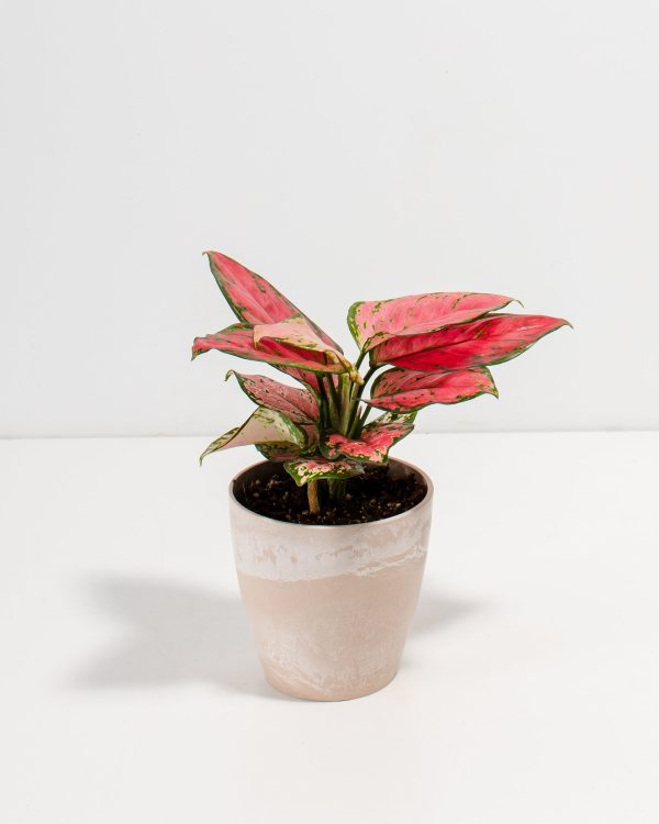 Pink Aglaonema Beauty - Image 7