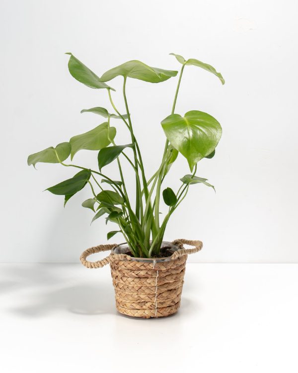 Monstera Deliciosa (Split Leaf Philodendron) - Image 30