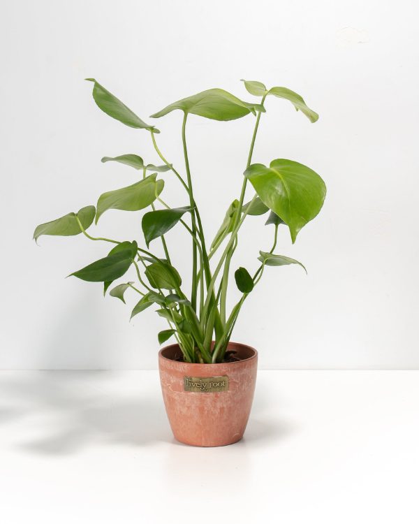 Monstera Deliciosa (Split Leaf Philodendron) - Image 19