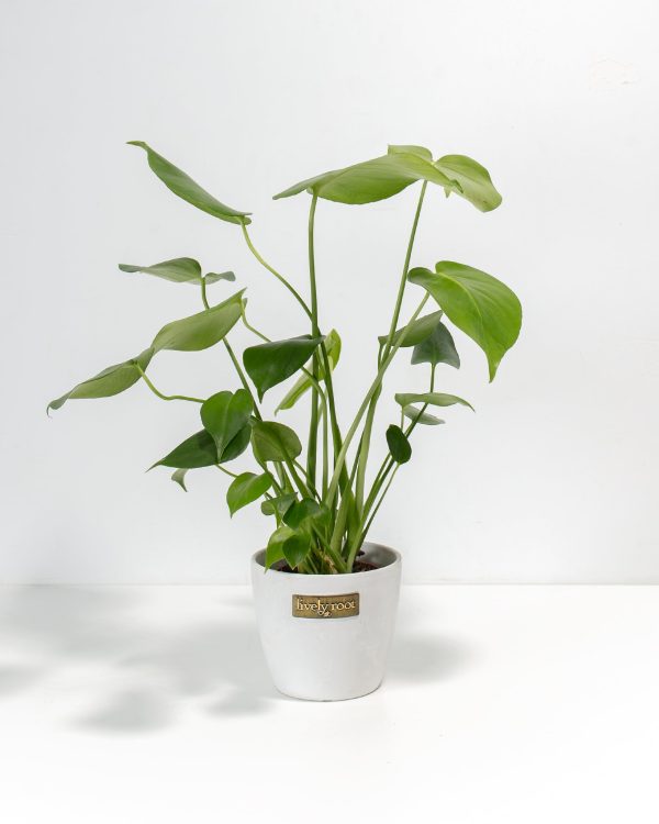 Monstera Deliciosa (Split Leaf Philodendron) - Image 17