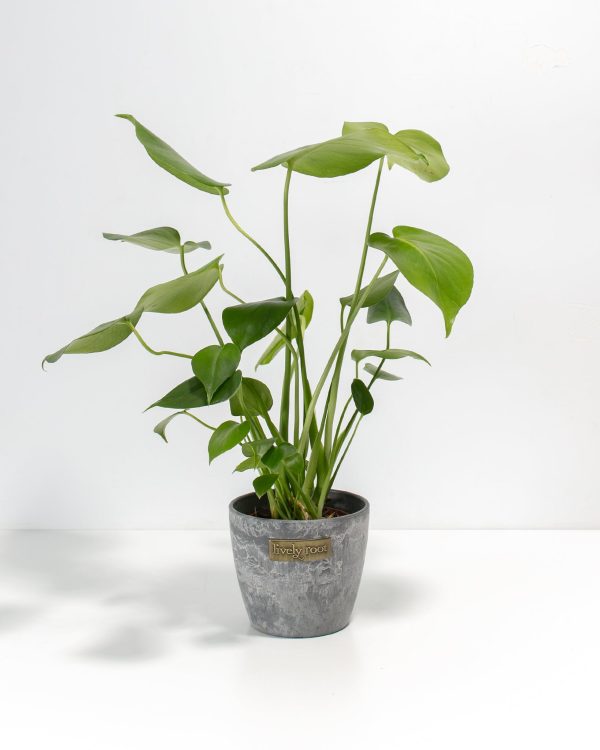 Monstera Deliciosa (Split Leaf Philodendron) - Image 18