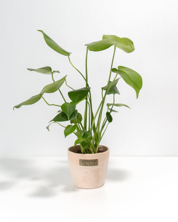 Monstera Deliciosa (Split Leaf Philodendron) - Image 20
