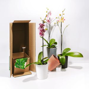 Orchid Plant Subscription