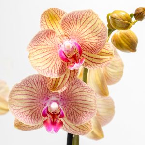 Arcadia Phalaenopsis Orchid