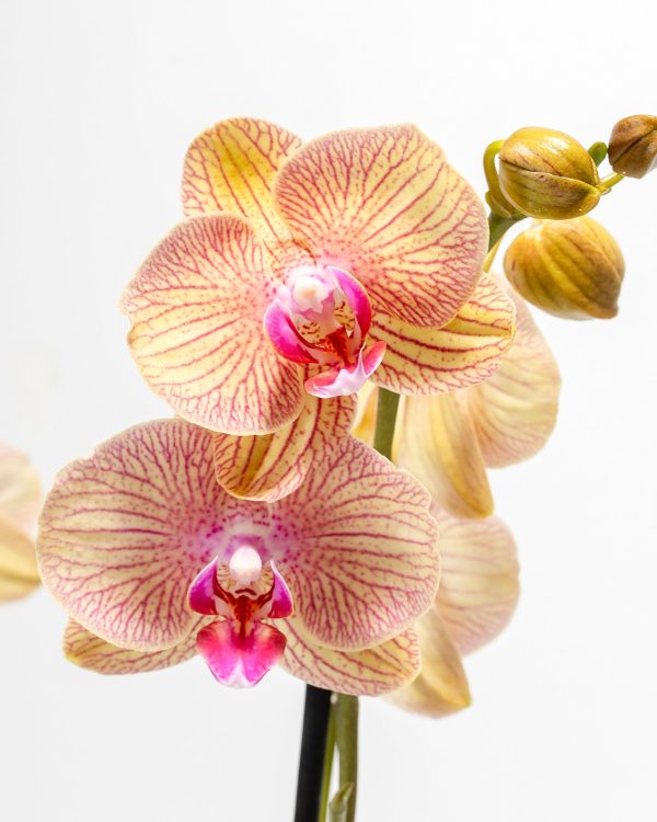 Arcadia Phalaenopsis Orchid