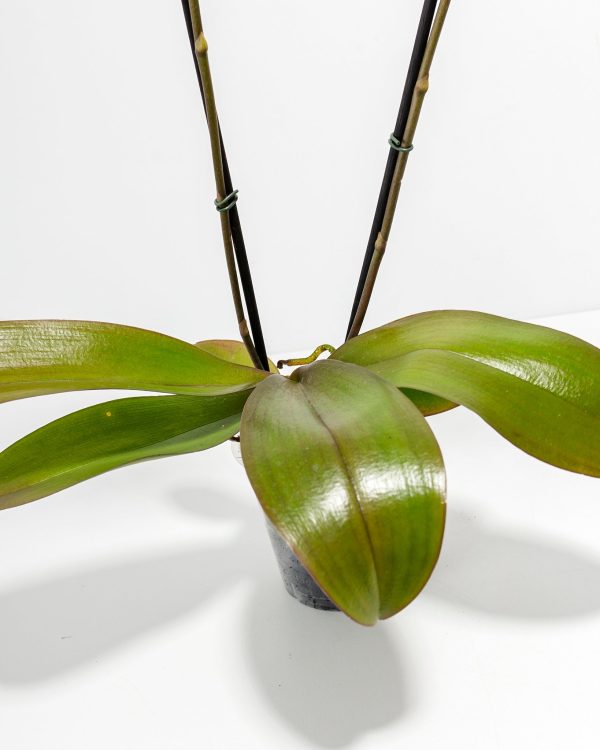 Arcadia Phalaenopsis Orchid - Image 3