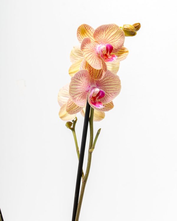 Arcadia Phalaenopsis Orchid - Image 2