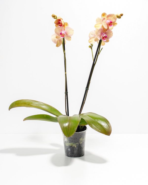 Arcadia Phalaenopsis Orchid - Image 4