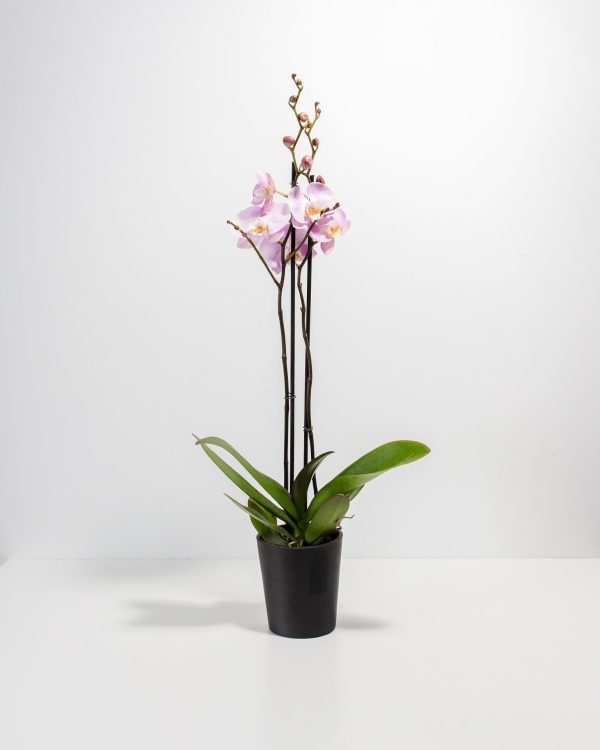 Pink Phalaenopsis Orchid - Image 6