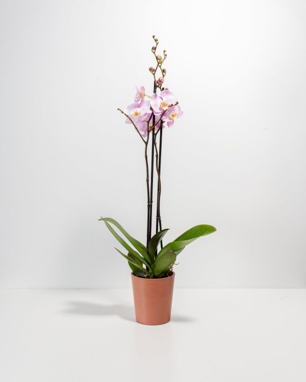 Pink Phalaenopsis Orchid - Image 5