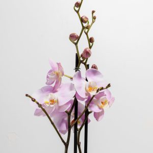 Pink Phalaenopsis Orchid
