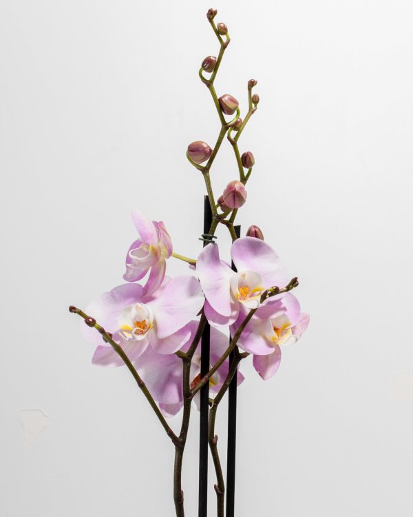 Pink Phalaenopsis Orchid