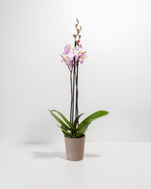 Pink Phalaenopsis Orchid - Image 4
