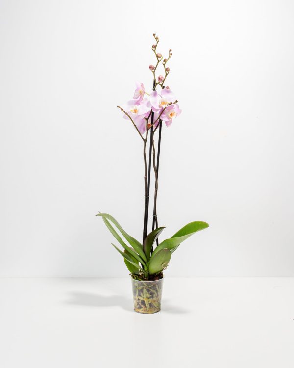 Pink Phalaenopsis Orchid - Image 2